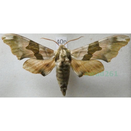 Mimas tiliae (Linnaeus, 1758) Nastrosz lipowiec Poland40n